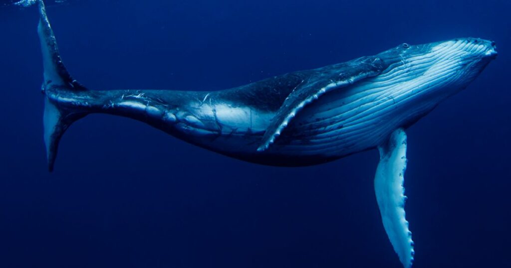 Blue Whales