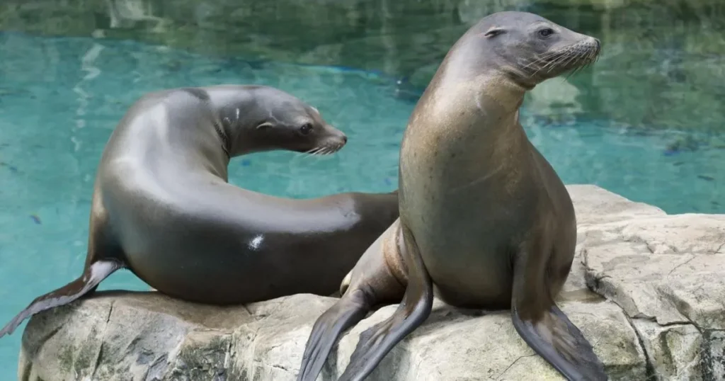 Two California Sea Lions (Male)