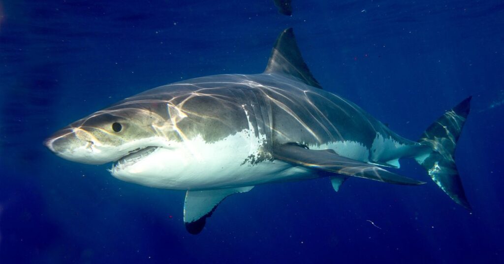 11 Things That Are 30 Feet Long or Big 2x Great White Shark