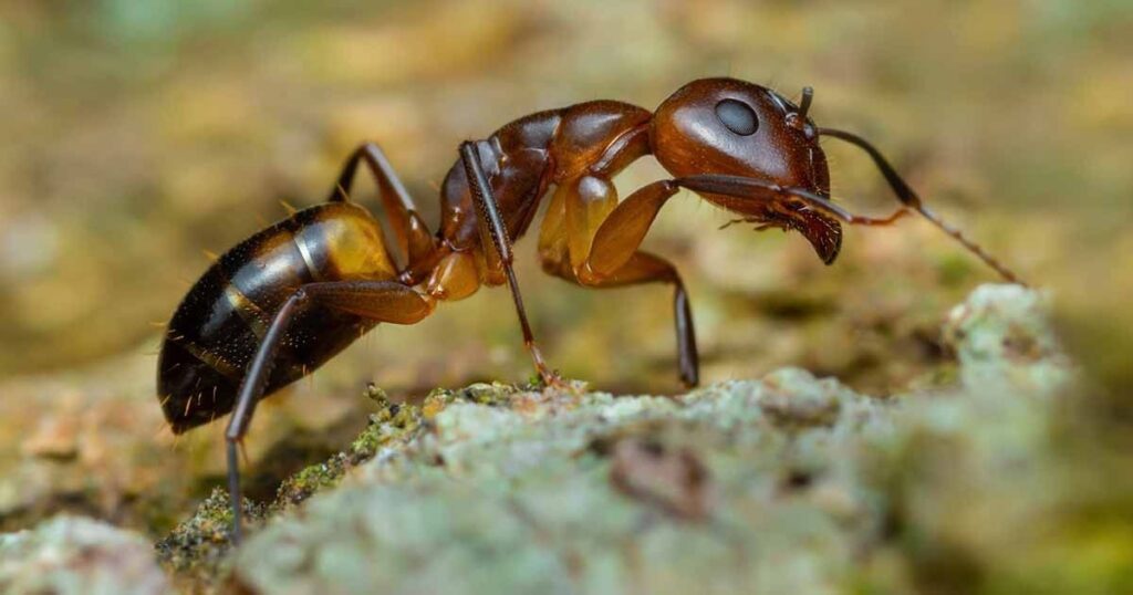 12 Common Things That Are 2 Millimeters Long or Thick An Ant