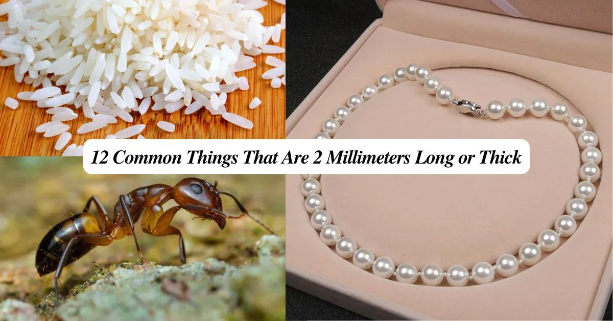 12 Common Things That Are 2 Millimeters Long or Thick