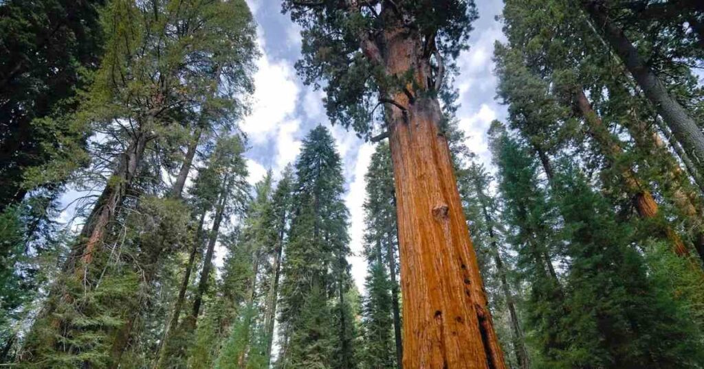 12 Common Things That Are 40 Meters (m) Long/ Big Half the Size of a Giant Sequoia