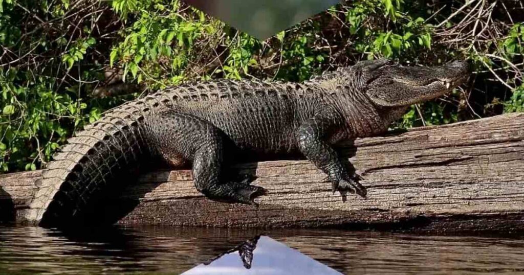 12 Things and Animals That Are 10 Feet Long Alligators 