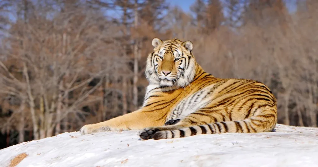 12 Things and Animals That Are 10 Feet Long Amur Tiger