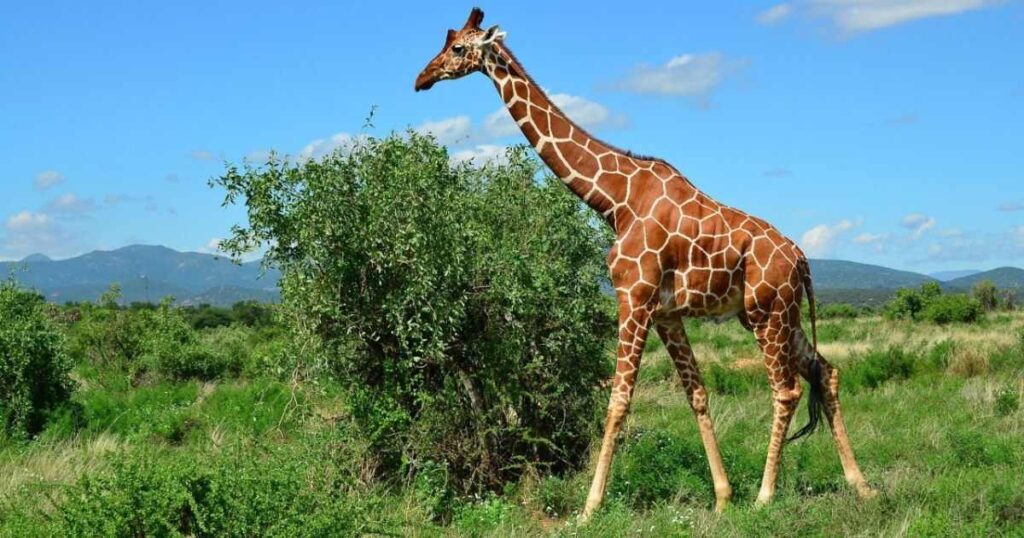 12 Things and Animals That Are 10 Feet Long Half of a Giraffe