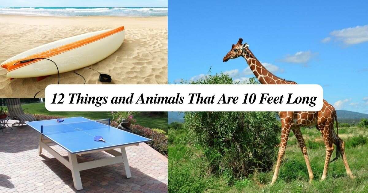 12 Things and Animals That Are 10 Feet Long