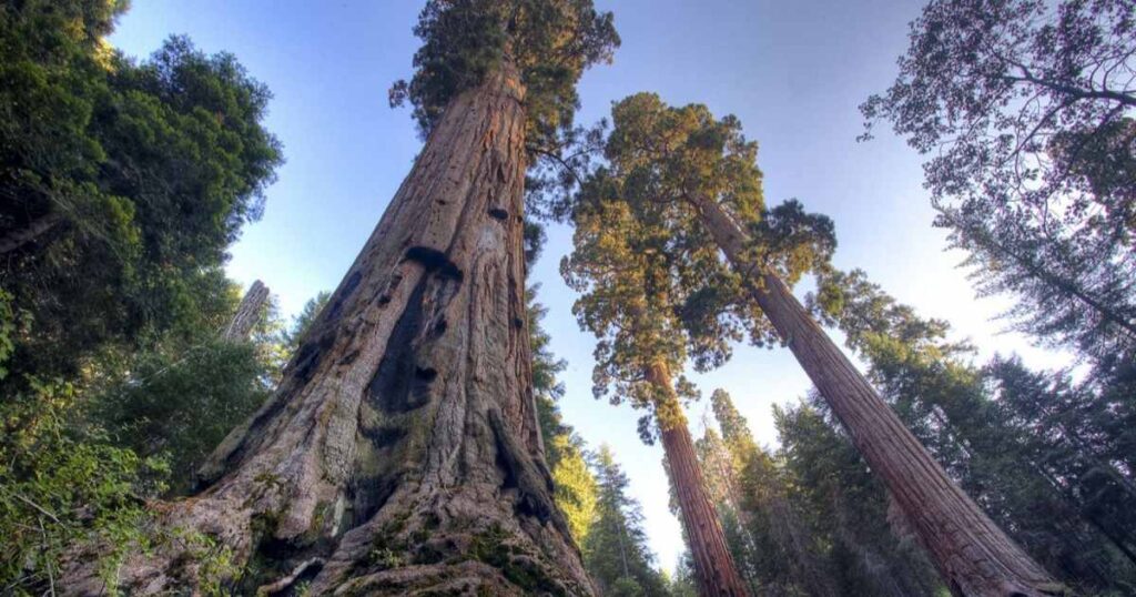 12 Things That Are Approximately 80 Feet Long 1/3 Giant Sequoias Tree