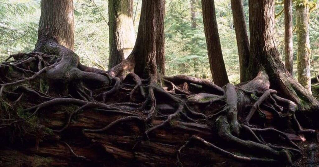 12 Things That Are Approximately 80 Feet Long Ancient Redwood Root System Spread