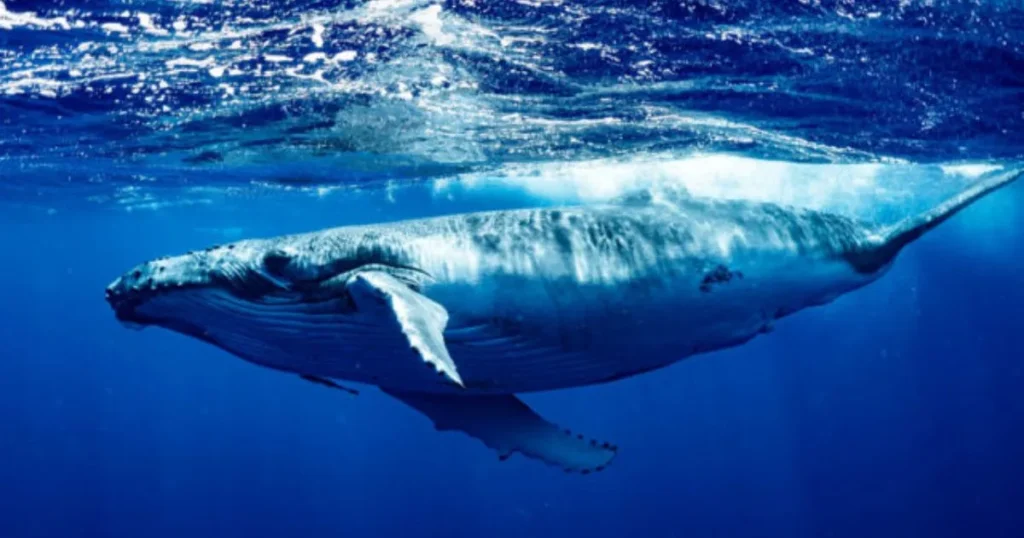 12 Things That Are Approximately 80 Feet Long Blue Whale