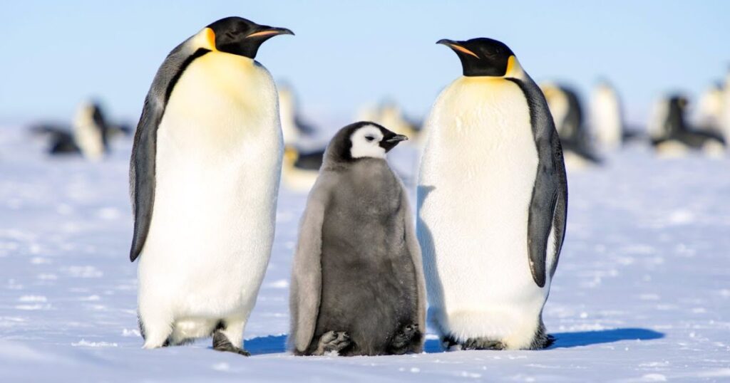 13 Everyday Items That Are 3 Feet Long Emperor Penguins