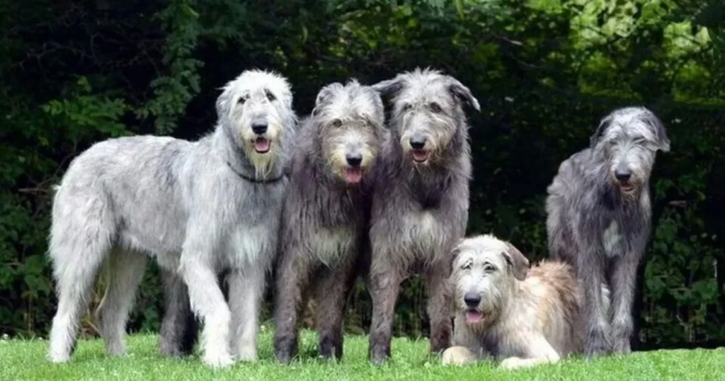 13 Everyday Items That Are 3 Feet Long Irish Wolfhound Height