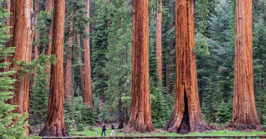 18 Things That Are 300 Feet Long or Big The Redwood Tree Height Range