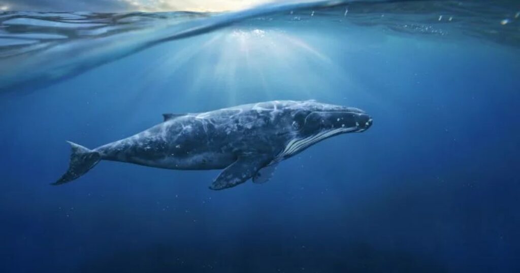 18 Things That Are 300 Feet Long or Big Three Blue Whales End-to-End