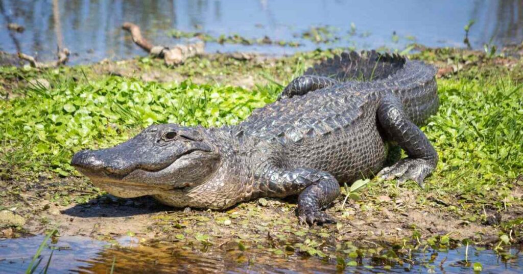 12 Things That Are 50 Feet Long or Big 5x Alligators