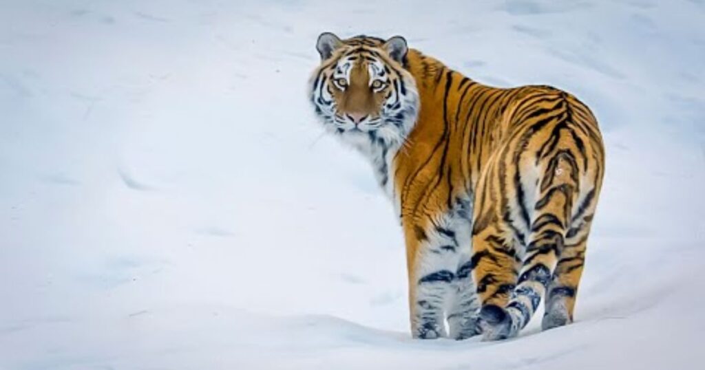 12 Things That Are 50 Feet Long or Big 5x Siberian Tiger