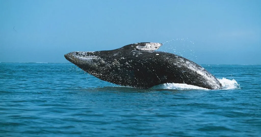 12 Things That Are 50 Feet Long or Big Grey Whale