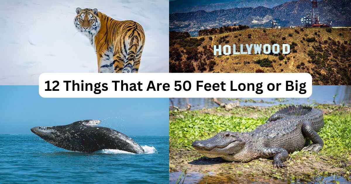 12 Things That Are 50 Feet Long or Big