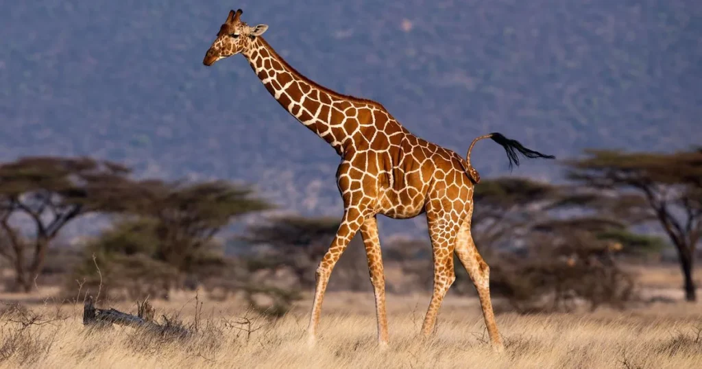 How Long is 20 Feet? 11 Things That Are 20 Feet Long A Giraffe