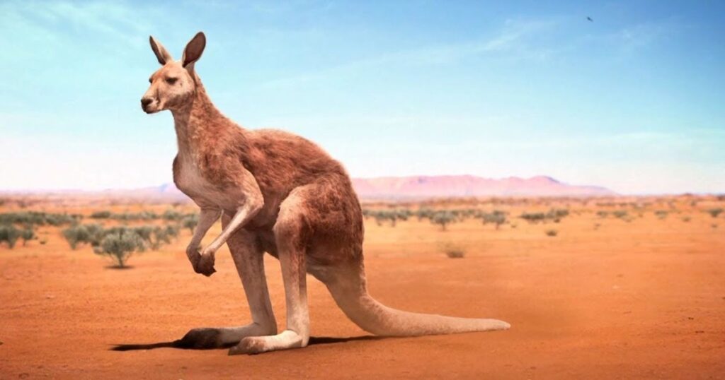 How Long is 6 Feet? 13 Things That Are 6 Ft Long Adult Kangaroo