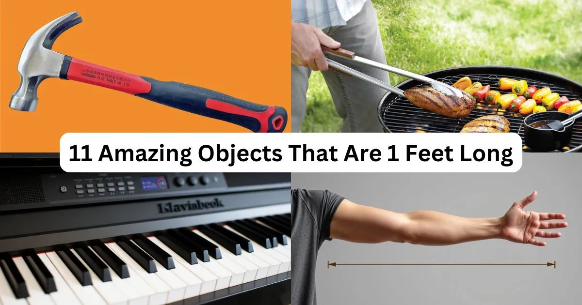 How Long is a Foot? 11 Amazing Objects That Are 1 Feet Long