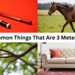 15 Common Things That Are 3 Meters Long