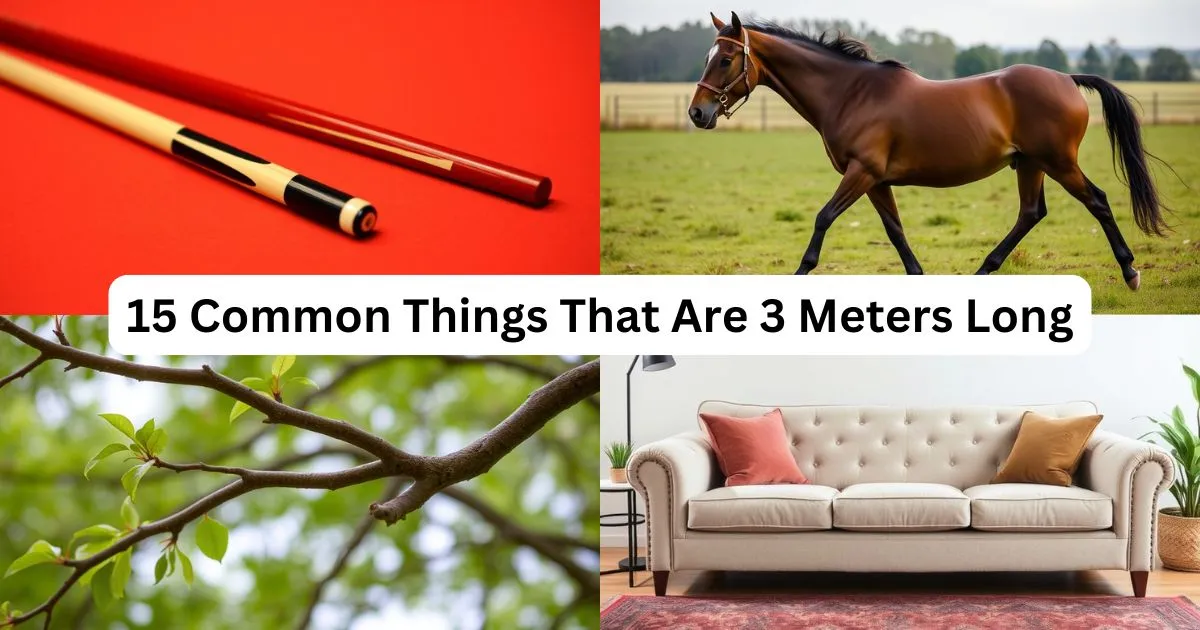 15 Common Things That Are 3 Meters Long